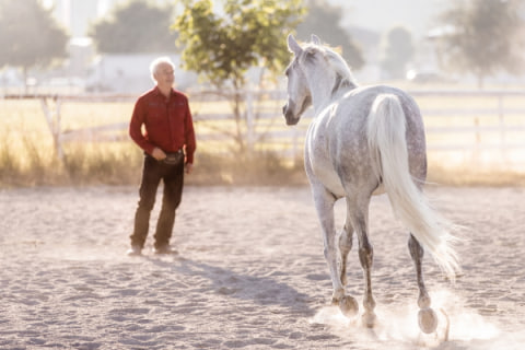 Delfin-Horsetraining