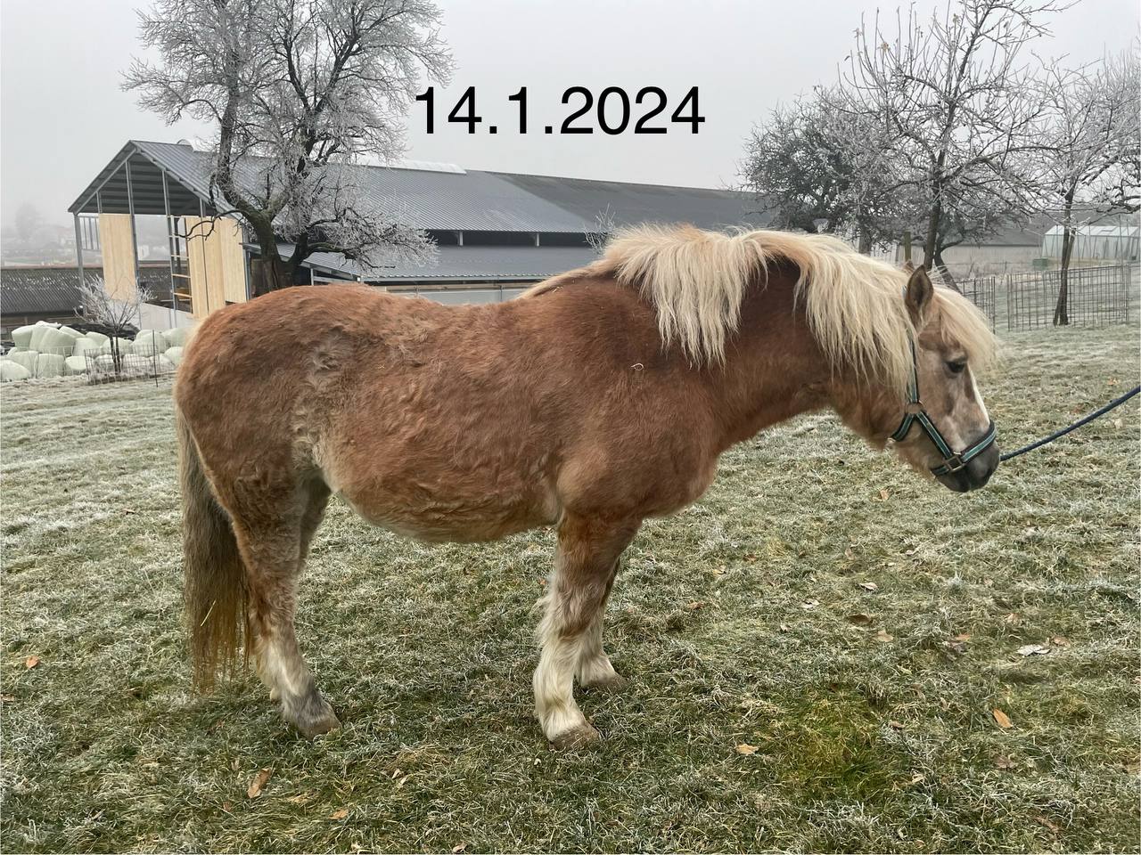 Pferd mit Stoffwechselproblemen/Blockaden, etc.