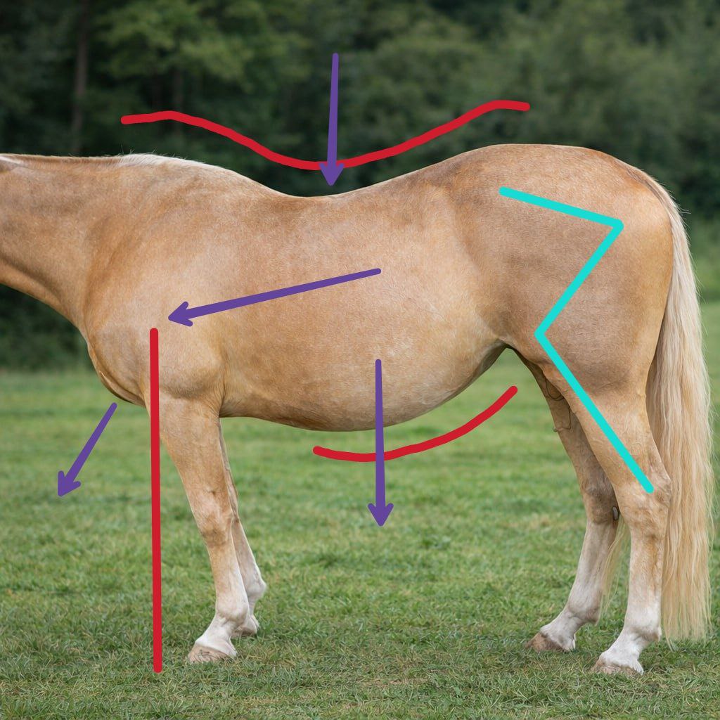 Schonhaltung/Trageerschöpfung
