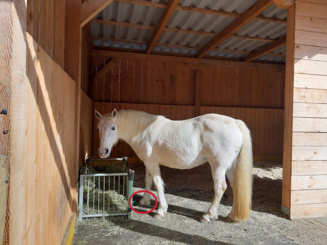 Schrittstellung beim Fressen
